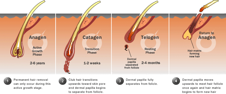 regrow hair on temples naturally